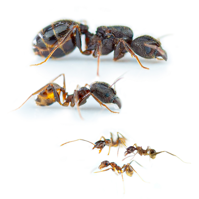 Pheidole cf. yeensis